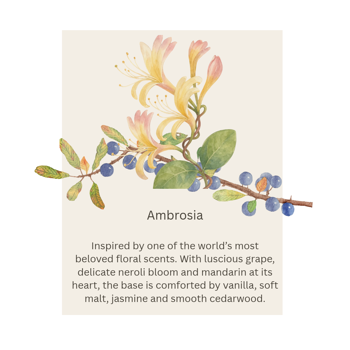 Room Mist | Handcrafted Australian Fragrance Spray